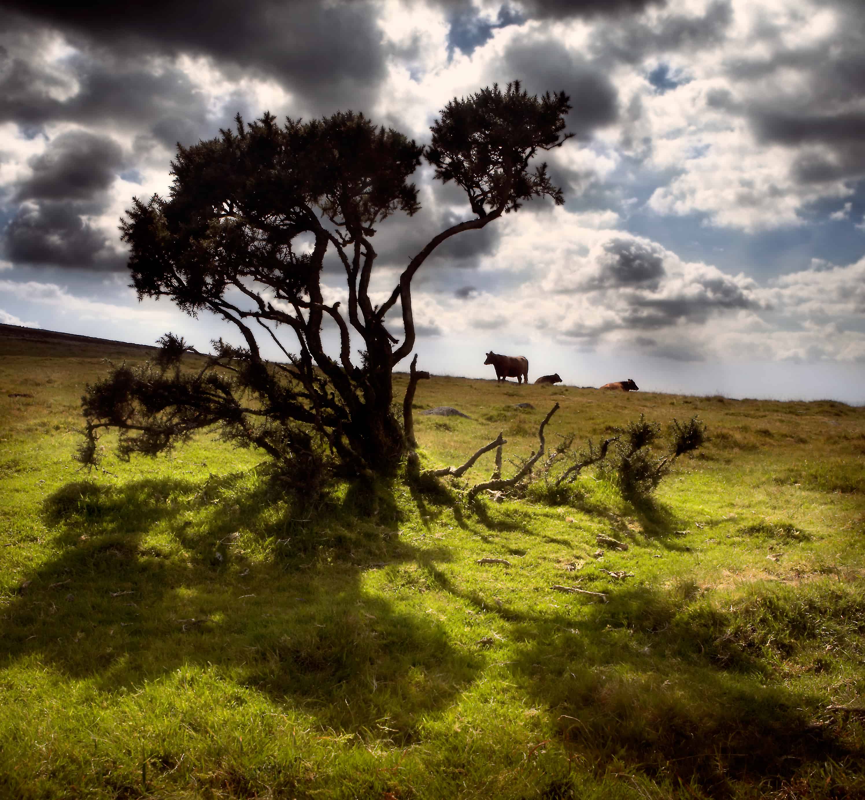 Dartmoor Cow